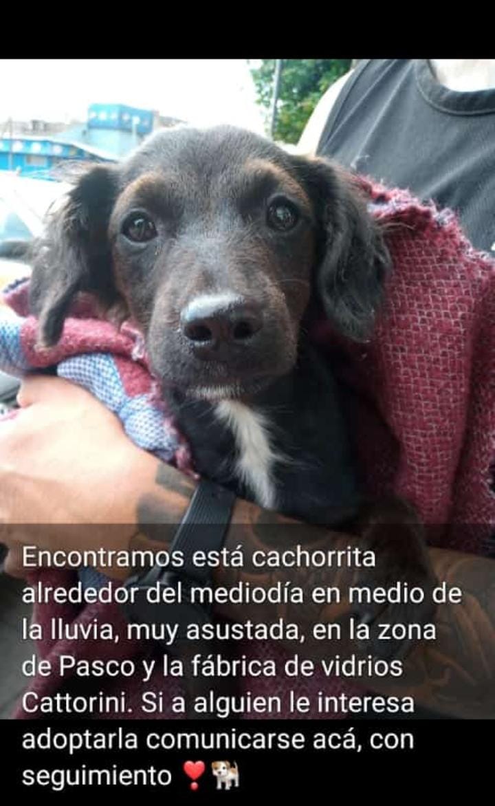 Un hogar para Luna